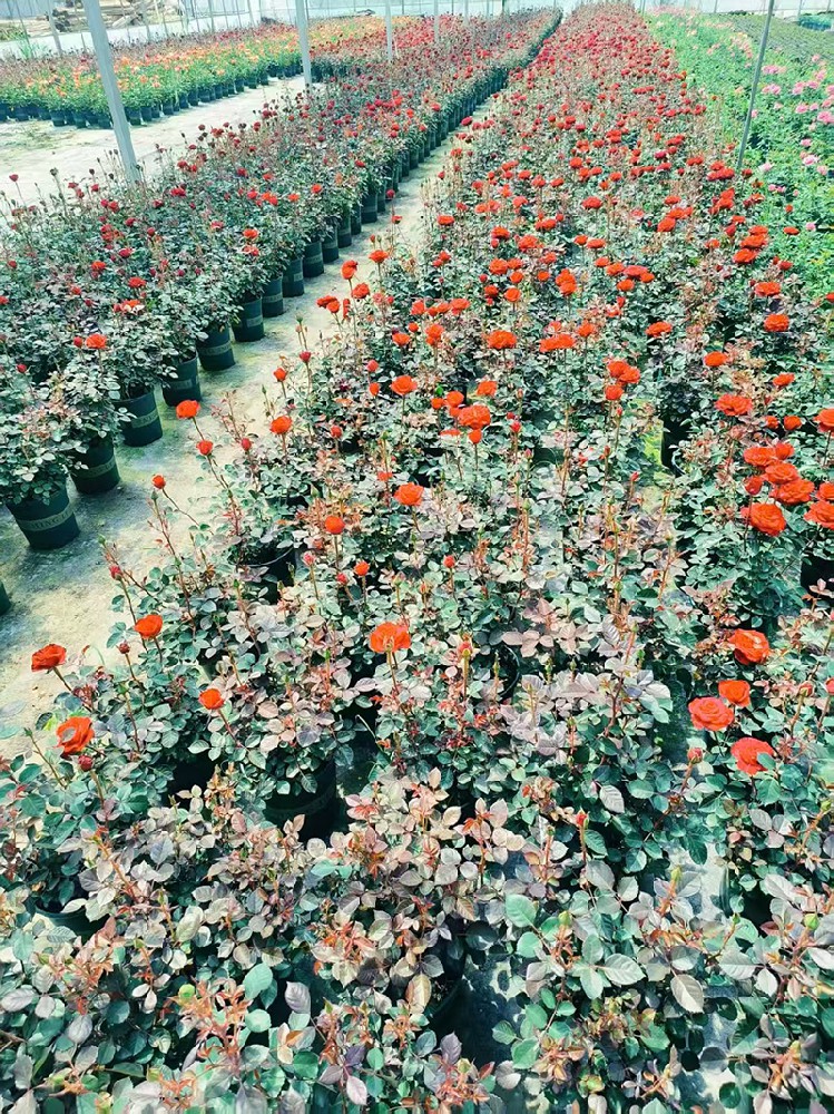 草花基地