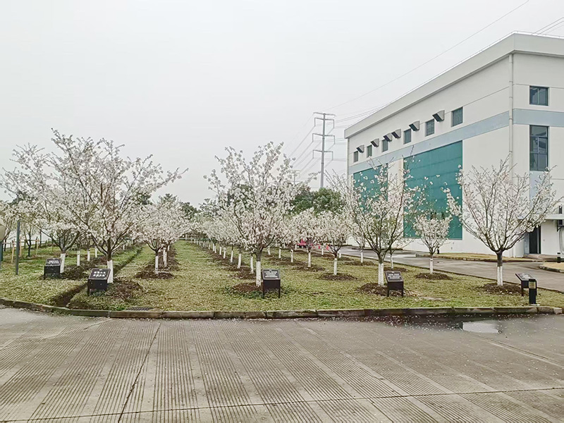 日电精工制造--樱花纪念林
